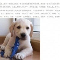 小型狗粮生产线、狗粮加工生产线