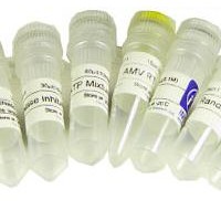 CAS:1115-69-1,N-乙酰-DL-丙氨酸,98%(NT)
