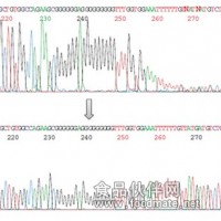 DNA常规测序