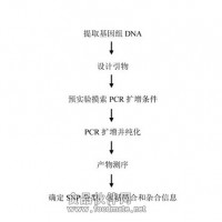 SNP分型检测