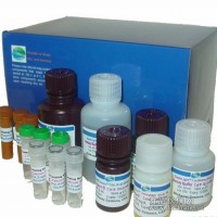 大鼠胰岛素（INS），大鼠胰岛素Elisa试剂盒