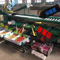 凯祥新型 圣女果选果机，2018升级，大枣、蒜米分选机
