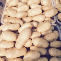 2015滕州界河马大棚铃薯代办代收