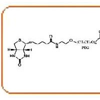 生物素聚乙二醇叶酸