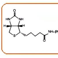 生物素聚乙二醇活性酯