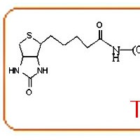 生物素聚乙二醇氨基