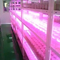 LED植物组培灯普朗特
