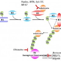 去泛素化酶底物及抑制剂现货促销