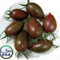 供应特色小番茄种子中亚3号