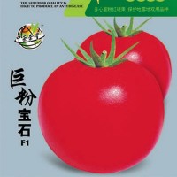 蔬菜种子,番茄种子,抗TY番茄种子