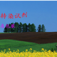 方便快捷的转染试剂，293细胞