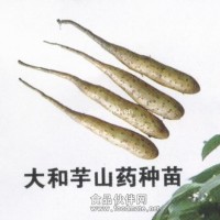 山药种子价格_日本山药种苗_山药种子批发