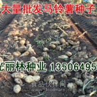 土豆种子价格-土豆种子批发-荷兰土豆种子