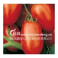 卵形番茄-意大利香奈儿