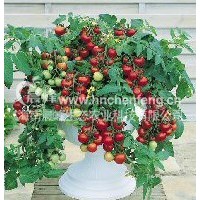 盆栽番茄--红蕾1号
