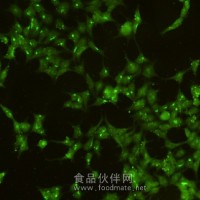 Golgi定位EGFP稳转细胞株