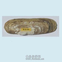 GLUE贝类标记放流标记