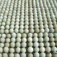 供应绿壳蛋鸡种蛋
