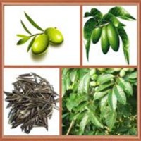 中鑫生物供应青果提取物 橄榄提取物