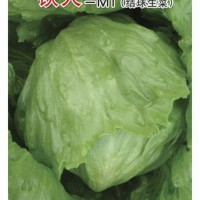 圆生菜种子—铁人