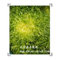 莴苣生菜种子-法什菜