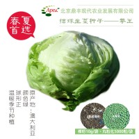 拳王201——结球生菜种子