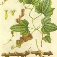 纤细薯蓣皂苷 Gracillin 19083-00-2 纤细薯蓣皂甙 南京春秋提供