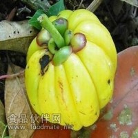 藤黄果提取物-长沙睿鼎生物科技
