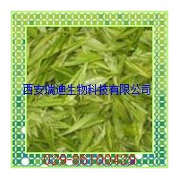 厂家供应绿茶提取物/茶多酚98%