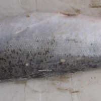 智利三文鱼
