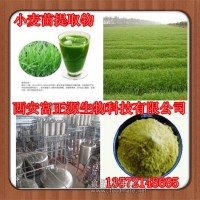 小麦苗粉提取物/小麦苗汁提取物