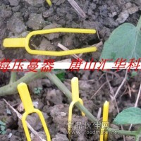草莓固蔓器，草莓定植器，草莓定植叉