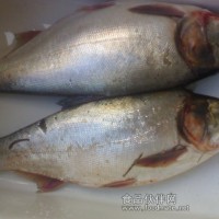 大量供应条冻白鲢鱼系列产品