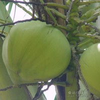 供应海南椰子