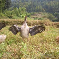 生机饮食、健康美味