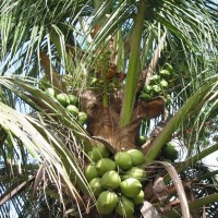 供应氢化椰子油