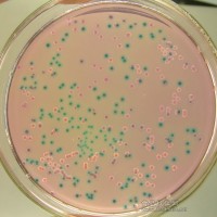 微生物检测