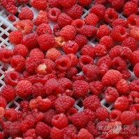 津思味红树莓