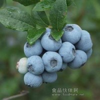 供应蓝莓苗 樱桃苗 核桃苗 果树苗销售