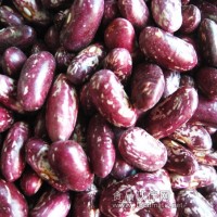 2011年产紫花芸豆