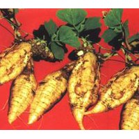 葛根提取物 葛根黄酮 葛根素 原料 植物提取物