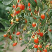 枸杞提取物 枸杞多糖 原料 植物提取物