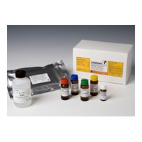 酪蛋白检测试剂盒