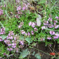 厂家大量供应植物提取物百里香