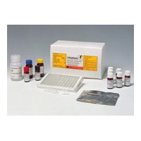 β-乳球蛋白检测试剂盒