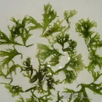 绿鸡冠藻