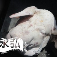 冷冻猪头 长期验货批发