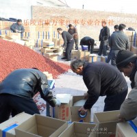 一号乐陵小枣低价格供应