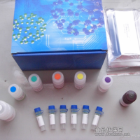 大鼠可溶性E选择素(sE-selectin)ELISA Kit