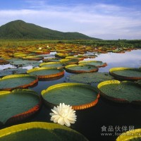 奶粉进口报关渠道需要手续/奶粉清关物流